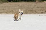 CORGI PEMBROKE 208